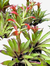 Tilandsia Leibodiana
