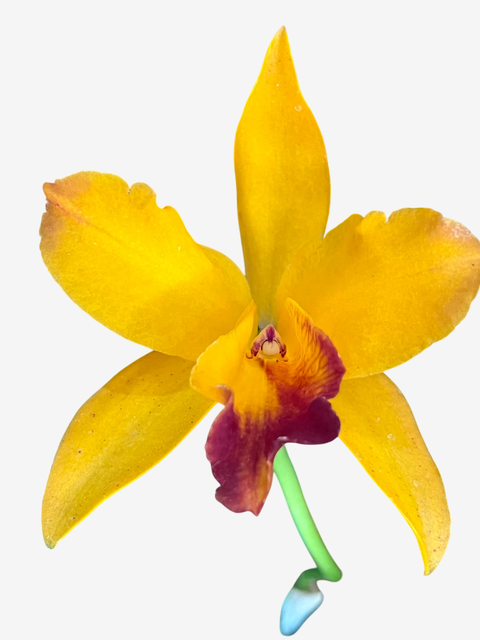 Orquídea Lc. Tropical Trick – Adulta e Apta à Floração - comprar online