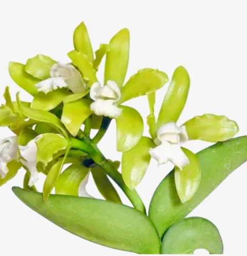 Orquídea Cattleya leopoldii var. alba – algumas com Espata Floral em 08/12/2025, Flor Branca de Impacto e Perfume Suave