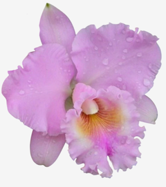 Flores de orquídea Cattleya Blc. Turandot "Guaxupé" em tom de rosa, com gotas de água.