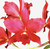 Blc Nobiles Bruno Bruno - Orquídea Adulta e Apta à Floração - loja online