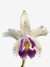 Orquídea Cattleya interglossa coeruela - comprar online