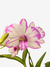 Flor da orquídea Dendrobium Star White com pétalas brancas e detalhes rosa.