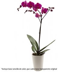 planta orquidea orquídea