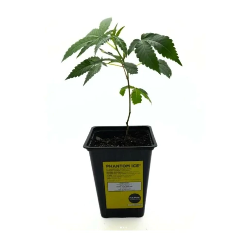 Esqueje Legal Mamua - Phantom Ice (SOLO CON REPROCANN)