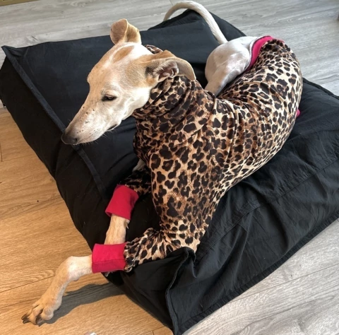 Remera LEOPARDO - comprar online