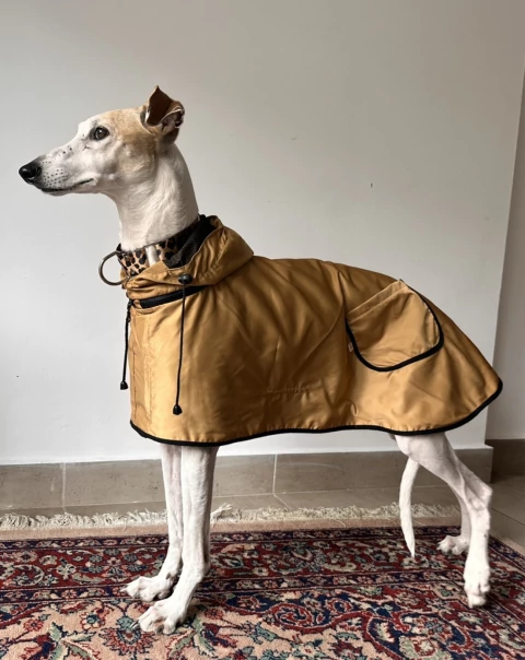 Piloto trench de lluvia tostado - comprar online