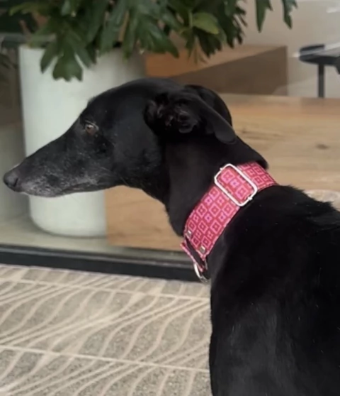 Collar MARTINGALE fucsia 40mm