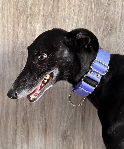 Collar MARTINGALE LAVANDA 40mm