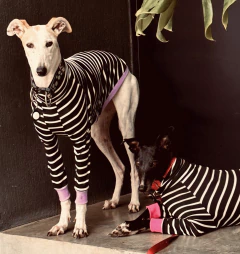 REMERA TOO COOL NEGRA - comprar online