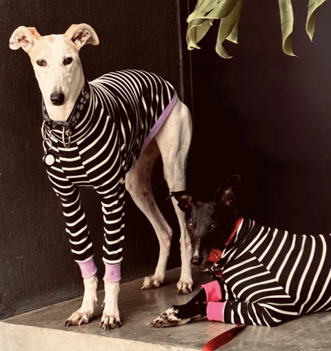 REMERA TOO COOL NEGRA - comprar online