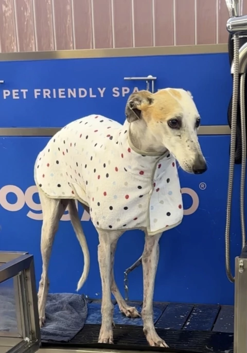 Bata salida de baño