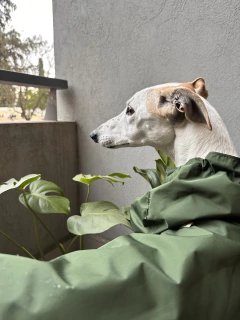 Piloto impermeable Verde