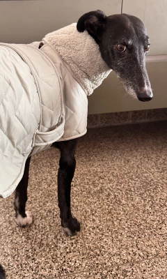 Capa matelasse corderito cemento - comprar online