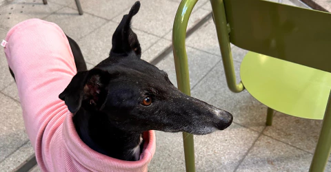 Imagen del carrusel GRETA PET WEAR