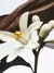 Dries Van Noten - Jardin de l'Orangerie 100 ml. en internet