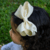 Tiara Boutique G - comprar online