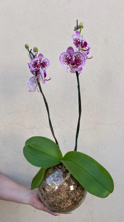 Orquídea - comprar online