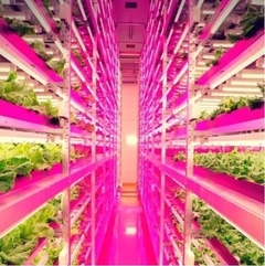 Tubo T8 Led Grow Cultivo 10w Yarlux en internet