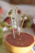 Set de Pinchos - La Regueira