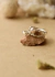 Anillos Acacia [Set] - buy online