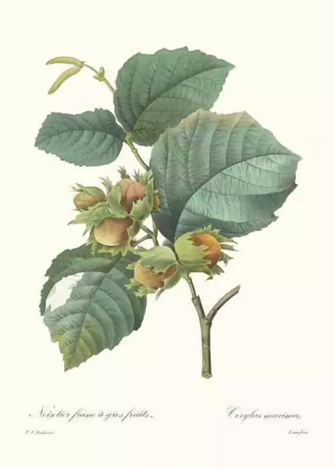 Noisetier franc à gros fruits - Redouté