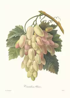 Gravura Frutas Uvas para quadro.