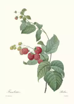 Gravuras Frutas Vermelhas para Quadro