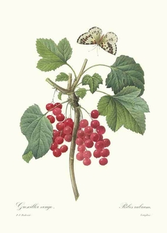 Gravura Frutas para Quadro