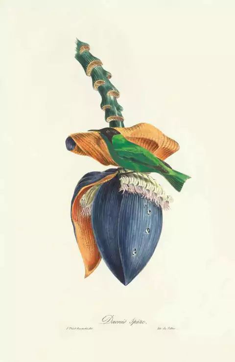 Daonis Spize - Jean T. Descourtilz