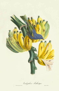 Tachyphône Archevêque - Jean T. Descourtilz