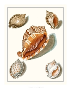 Gravuras Conchas