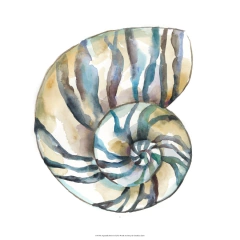 gravura Conchas do mar para quadro