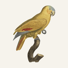 L' Amazone Jaune - Jacques Barraband - comprar online
