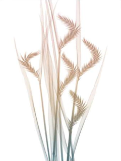 Toned Dawn III - Albert Koetsier - comprar online