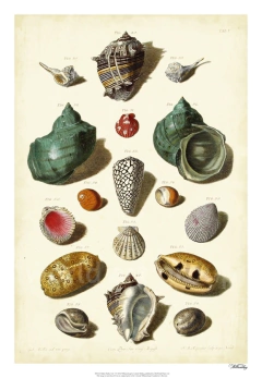 Gravuras Conchas 