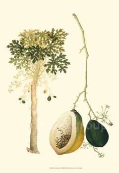 Gravura Classica Botância