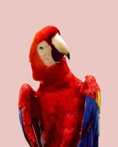 gravura com arara