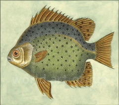 gravura de peixe