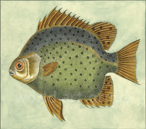 gravura de peixe