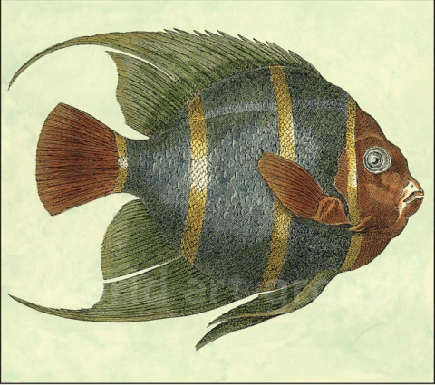 gravura de peixe