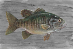 gravura com peixes