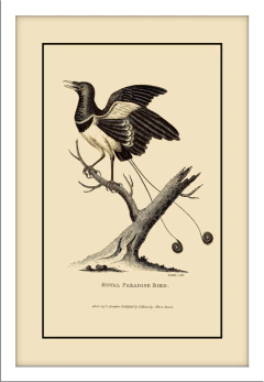 Royal Paradise Bird com Moldura Branca - comprar online