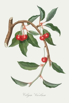 Ciligia Viscilina - Giorgio Gallesio