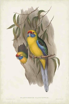 gravura periquito