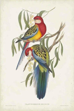 Gravura passaros periquitos