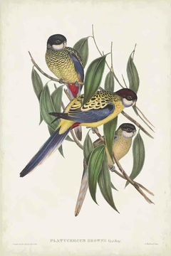quadro com papagaio