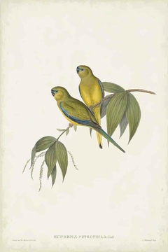 gravura periquito
