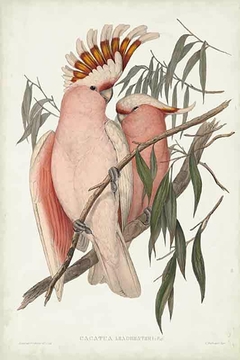Birds of Australia XVI - John Gould