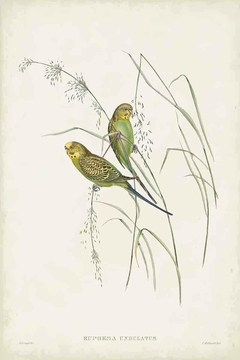 gravuras aves antiga